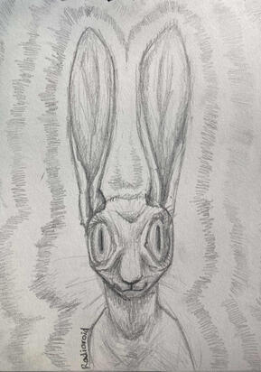 Hare hears all. sees all. feels all.